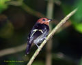 Black-chested Tyrant